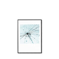 Cuadro Dandelion 1 50*70 Negro